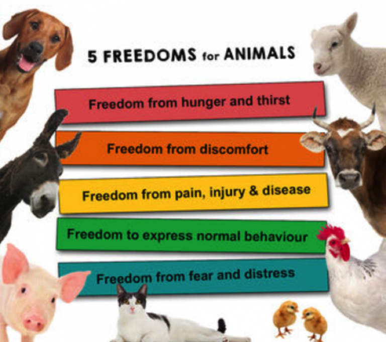 Animal Care Peedu's People